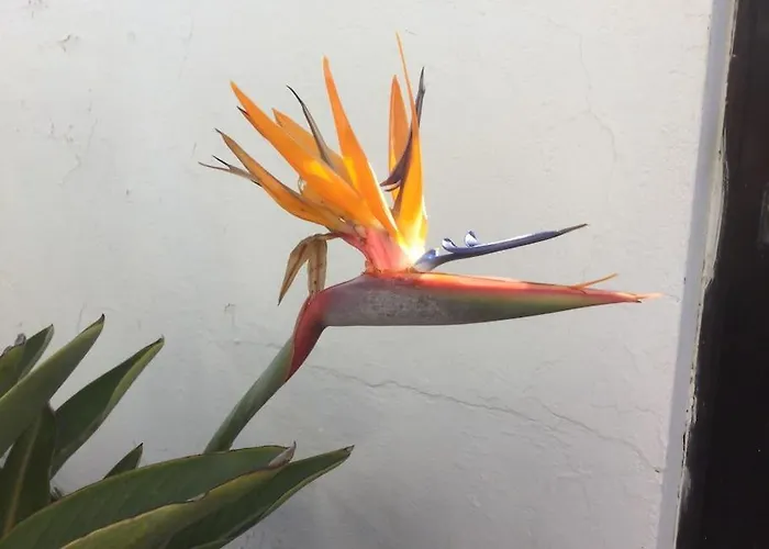 Natural Y Sano: Charco del Palo