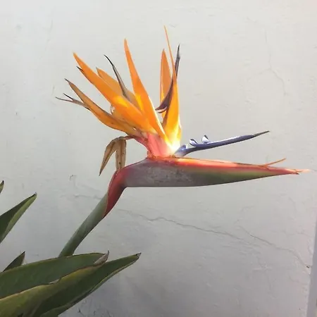 Natural Y Sano: チャルコ・デル・パロ